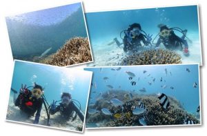 宮古島の海で潜る体験ダイビング