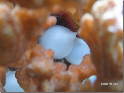 産後の間に産み付けたコブシメの卵